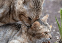 How Do Cats Mate? Everything You Need To Know how do cats mate