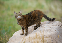 How Do Cats See? Top 8 Facts You Must Know how do cats see