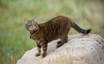 How Do Cats See? Top 8 Facts You Must Know how do cats see