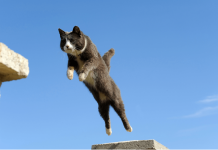 How High Can Cats Jump? how high can cats jump