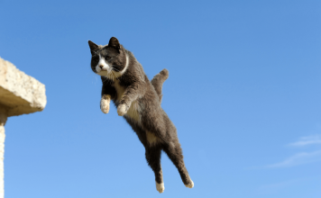 How High Can Cats Jump? how high can cats jump