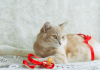 How Long Are Cats Pregnant For? Symptoms And Stages Of Pregnancy how long are cats pregnant for