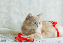 How Long Are Cats Pregnant For? Symptoms And Stages Of Pregnancy how long are cats pregnant for