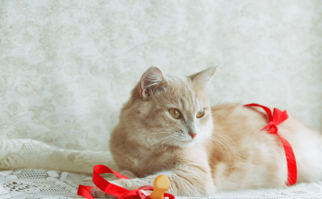 How Long Are Cats Pregnant For? Symptoms And Stages Of Pregnancy how long are cats pregnant for