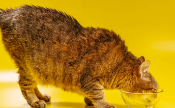 How Long Can Cats Go Without Food? how long can cats go without food