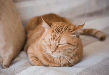 How Long Do House Cats Live?