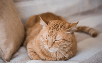 How Long Do House Cats Live?