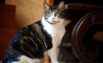 How Long Do Indoor Cats Live? Life Cycle of Cats how long do indoor cats live