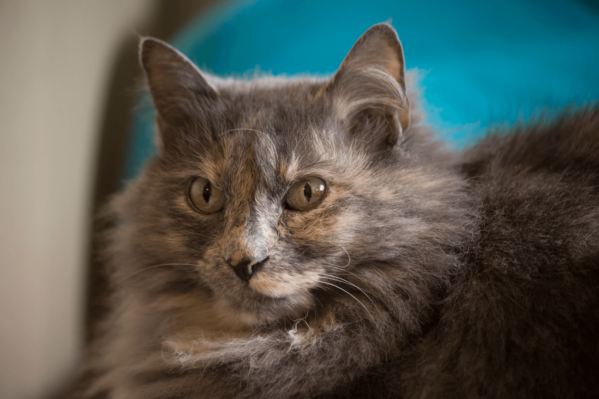 How long do indoor cats live life cycle of cats catpeaks