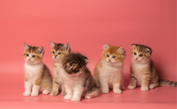 How Many Cats Is Too Many? 6 Things You Need To Consider how many cats is too many