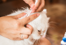 How To Clean Cats Ears? 5 Easy Steps how to clean cats ears
