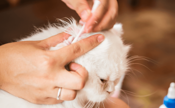 How To Clean Cats Ears? 5 Easy Steps how to clean cats ears