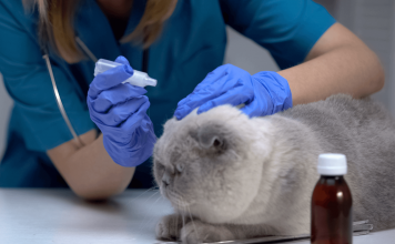 How To Get Rid of Ear Mites In Cats? 3 Things That Can Heal Your Pet how to get rid of ear mites in cats