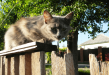 How to Keep Cats Out of Your Yard Permanently how to keep cats out of your yard