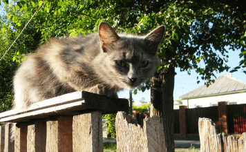 How to Keep Cats Out of Your Yard Permanently how to keep cats out of your yard