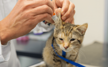 How To Treat Ear Mites In Cats: Top 4 Effective Treatments how to treat ear mites in cats