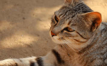 What Do Cats Think About? Top 5 Interesting Facts