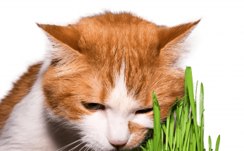 Why Do Cats Eat Grass? Find out The Truth Behind It why do cats eat grass
