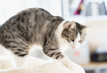 Why Do Cats Knead Blankets? Find out The Top 4 Reasons why do cats knead blankets