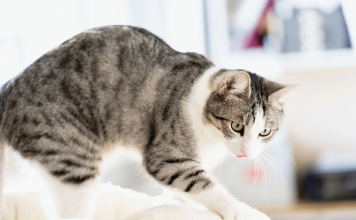 Why Do Cats Knead Blankets? Find out The Top 4 Reasons why do cats knead blankets