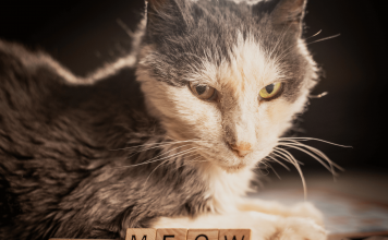 Why Do Cats Meow At Night? Learn The Top 8 Reasons why do cats meow at night