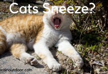 Why Do Cats Sneeze? Is It Serious? Cats Sneeze