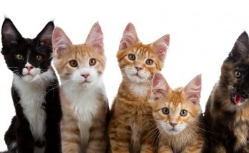 How Long Do Cats Stay Pregnant? A Felines Pregnancy Journey How long do cats stay pregnant