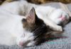How Many Hours Do Cats Sleep? – During the Day How many hours do cats sleep