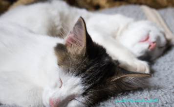 How Many Hours Do Cats Sleep? – During the Day How many hours do cats sleep