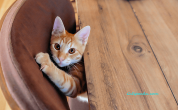 How To Keep Cats From Scratching Furniture With Easy Tricks And Remedies How to keep cats from scratching furniture remedies