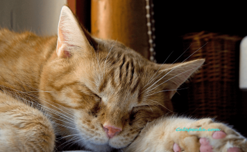 What Do Cats Dream About? – Cat Facts That Will Amaze You What do cats dream about