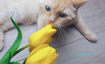 What Smells Do Cats Hate? The Most Effective Cat Repellents What smells do cats hate