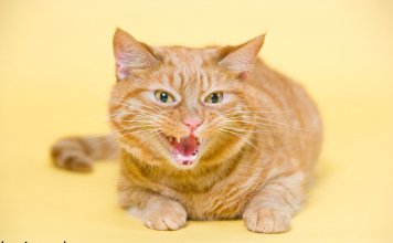 Why Do Cats Hiss? Annoyed Or Scared? – Find Out The Facts Behind This Behavior Why Do Cats Hiss