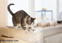Why Do Cats Make Biscuits? Reasons Behind This Weird Cat Behavior cats knead