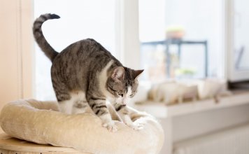 Why Do Cats Make Biscuits? Reasons Behind This Weird Cat Behavior cats knead