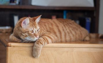 How to Keep Cats off Furniture: Must Working Tips That Never Fail Cats off Furniture