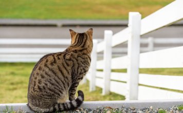 How To Keep Cats Out Of Yard Permanently: The Ultimate Solution How To Keep Cats Out Of Yard