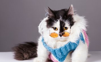 How To Train Cats In A Fun Way How To Train Cats In A Fun Way