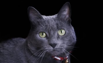 How Do Cats Age? Find Out The Real Age Of Your Pet How do cats age