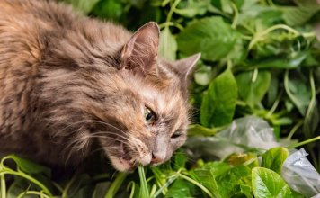 What Plants Are Poisonous To Cats? Facts A Cat Parent Must Know What Plants Are Poisonous To Cats