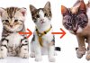 When Are Cats Full Grown? A Felines Journey To The Adulthood When Are Cats Full Grown