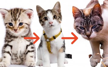 When Are Cats Full Grown? A Felines Journey To The Adulthood When Are Cats Full Grown