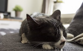 Why Do Cats Drool? The Facts You Must Know As A Cat Parent Why Do Cats Drool